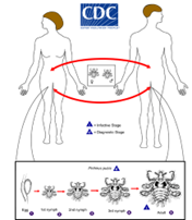 <p>crab louse life cycle </p>