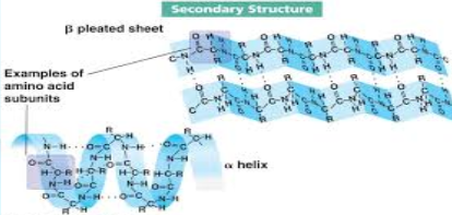 <p>Secondary Structure of Protein</p>