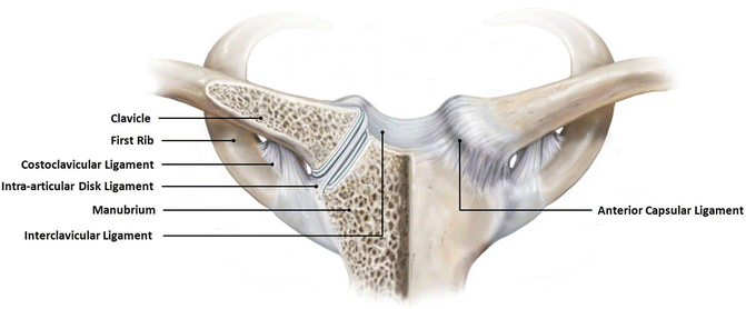 <ol><li><p>SC Ligament — tightly connects the clavicle with the to the manubrium</p></li><li><p>Costoclavicular Ligament — connects the clavicle to the 1st rib, specifically the <strong><em><u>costal cartilage</u></em></strong> of the 1st rib (AKA strips of hyaline cartilage that connect the front of the ribs to the sternum)</p><ol><li><p>This ligament limits all motion except for depression</p></li><li><p>This ligament is also more superficial</p></li></ol></li><li><p>Interclavicular Ligament — connects both of the clavicles together atop the manubrium </p></li><li><p>Articular disc — connects the interclavicular ligament to the manubrium</p><ol><li><p>This is deep to the Costcoclavicular Ligament </p></li></ol></li></ol><p></p>