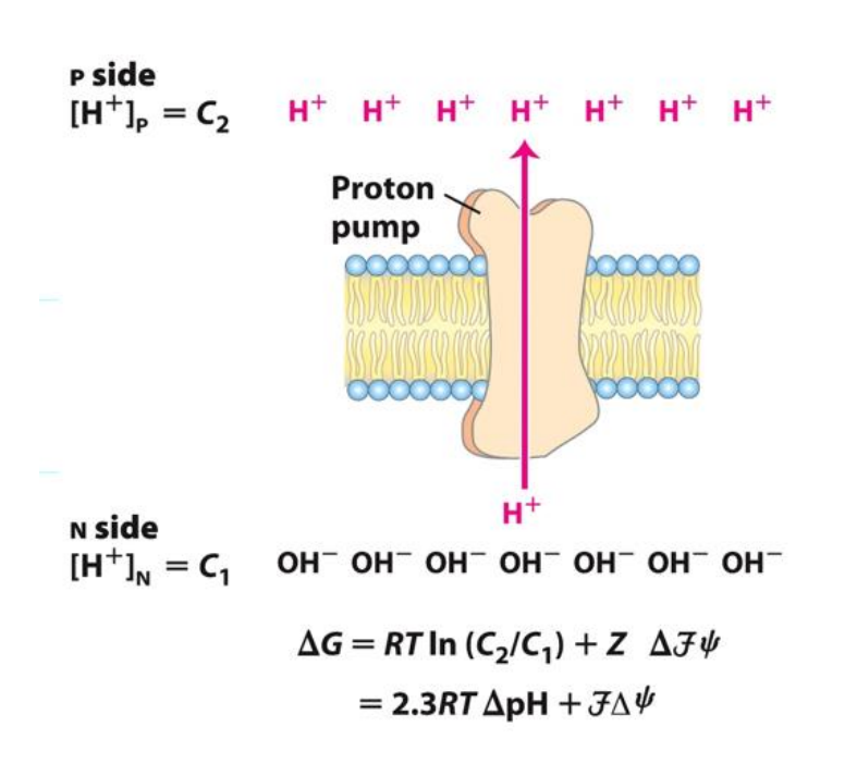 <p>What does it mean for a proton gradient to be established? </p>