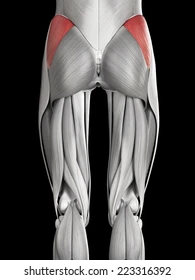 <p>Hip muscle </p>