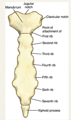<p>Lowest portion of sternum, used as a surgical landmark but can break during CPR</p>