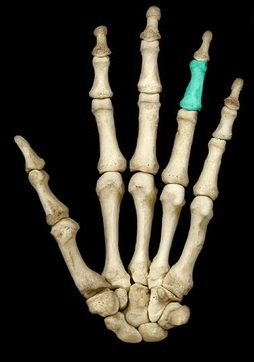 <p>what specific bone is this </p>