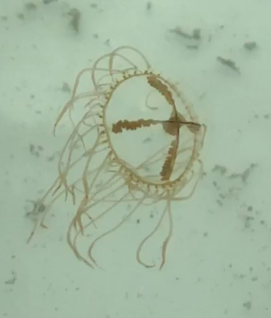 <p>What is the common name?</p><p>What is the Phylum, Class, & subclass?</p><p>Relatives?</p>