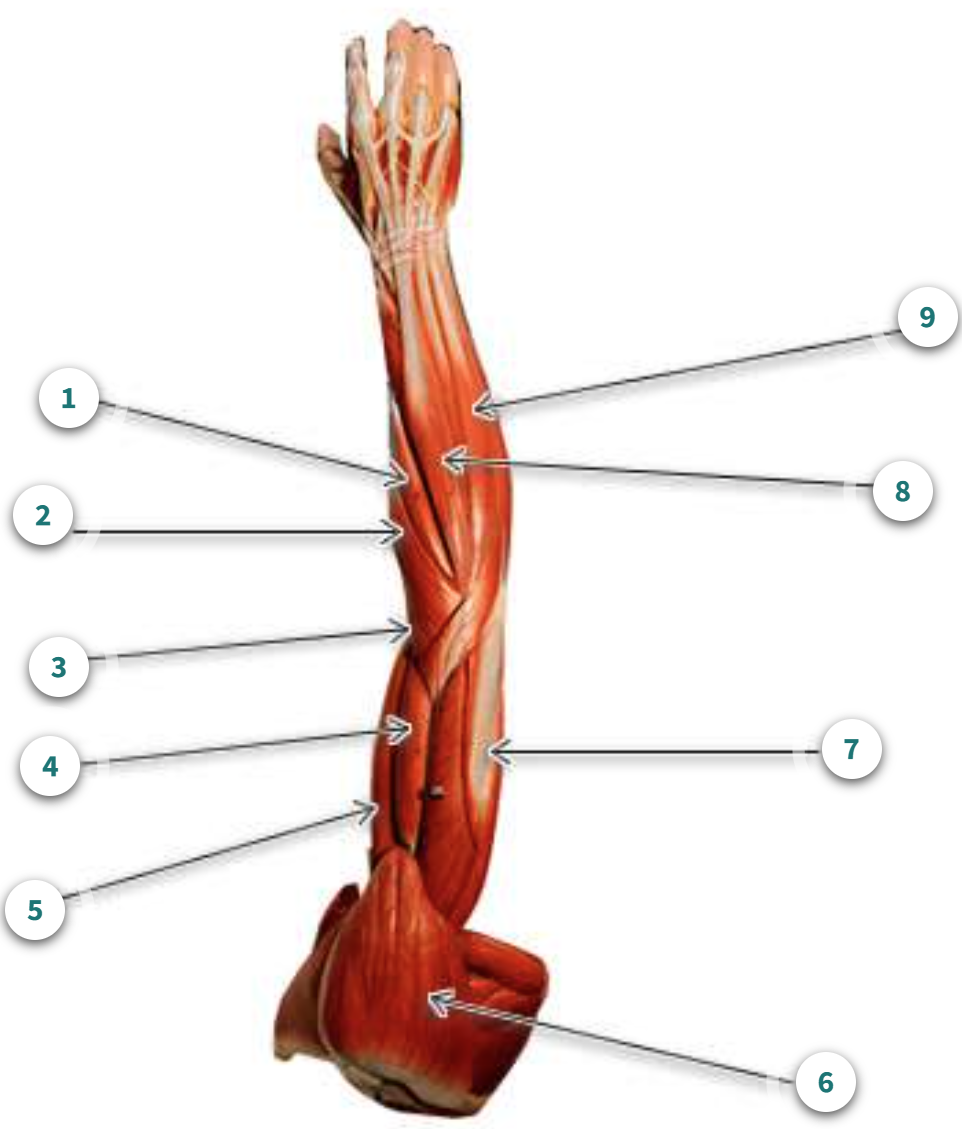 <p>What is muscle number 9?</p>