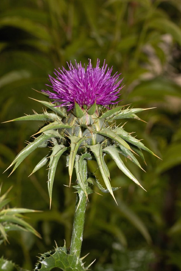 <p><strong>Common Name</strong>: Milk thistle</p><p><strong>Parts Used</strong>: <span style="background-color: transparent; font-family: "Helvetica Neue", sans-serif;"><span>Achenes, leaves, and roots</span></span></p><p><strong>Use/s</strong>: Liver disorders, gallbladder disorders, digestive system issues</p><p><strong>Major Metabolites</strong>: <strong><u>Silymarin (flavonoids)</u></strong>, fixed oils, sterols</p>