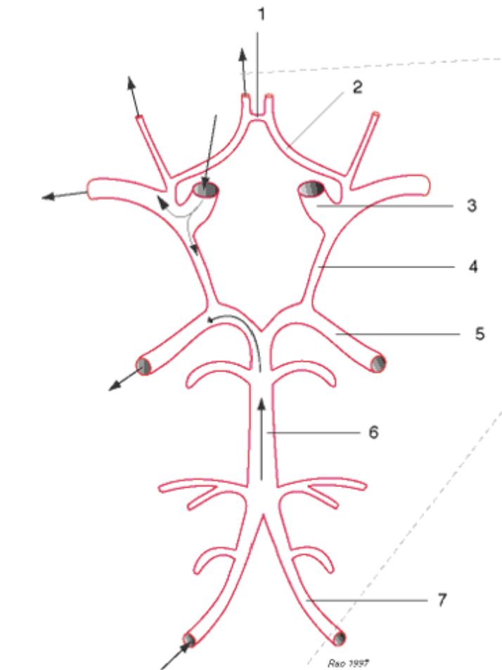 <p><span>anterior communicating</span></p>