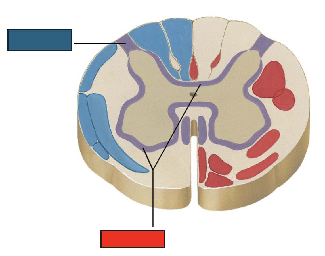<p>Blue and red structures</p>