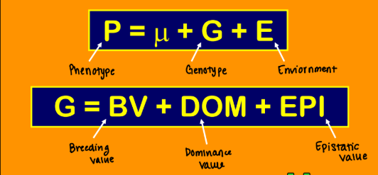 <p><strong>DOM</strong> = _____- Value of allele combination <strong>(value of pair) </strong></p>