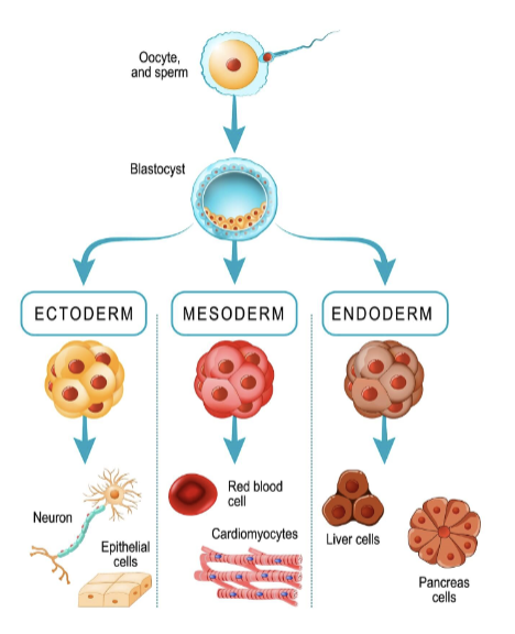 <ol><li><p>ectoderm</p></li><li><p>mesoderm</p></li><li><p>endoderm</p></li></ol><p></p>