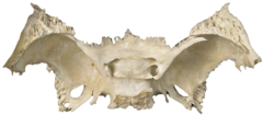 <p>What structure is this?</p>