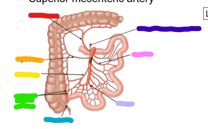<p>what artery is shown in light purple </p>