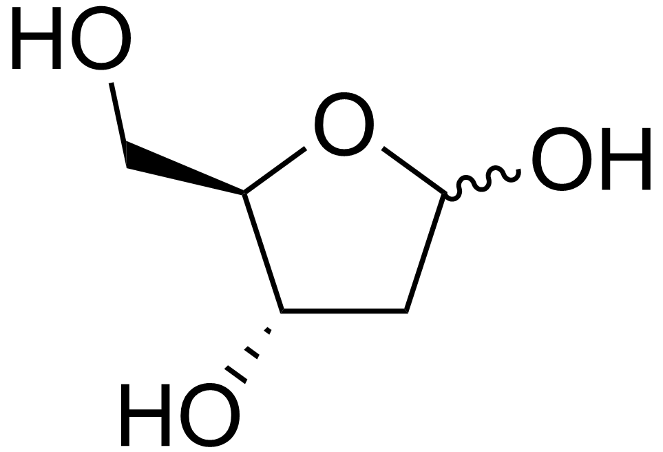 <p>name this saccharide</p>