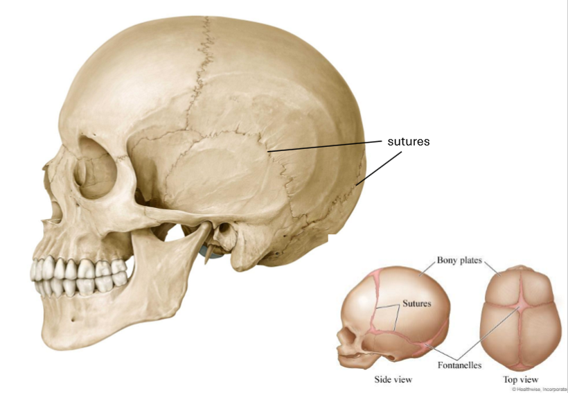 <p>Joints between the bones of the skull</p>