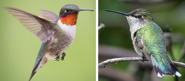 <ul><li><p><span style="background-color: transparent;"><strong>Habitat:</strong> deciduous woodlands in eastern North America and prairies in Canada, associated with old fields, forest edges, meadows, orchards, stream borders, and backyards</span><span>&nbsp;</span></p></li><li><p><span style="background-color: transparent;"><strong>Diet:</strong> nectar of red/orange tubular flowers- honeysuckle, jewelweed, and red morning glory, hummingbird feeders, sometimes tree sap, insects- mosquitoes, gnats, fruit flies</span></p></li><li><p><span style="background-color: transparent;"><strong>Characteristics:</strong> </span><span>super tiny, bright emerald/golden green on back</span><span style="background-color: transparent;"> and crown, gray-white underparts, males- bright iridescent red throat, long slender downcurved bill, fairly short wings that beat too fast to see beats</span></p></li></ul><p></p>