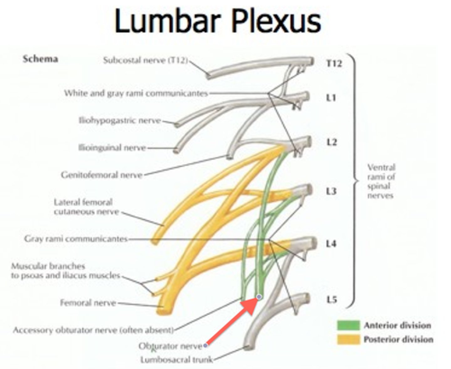<p>what nerves belong to the lumbar plexus?</p>