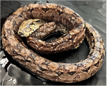 <p>What species is this</p>