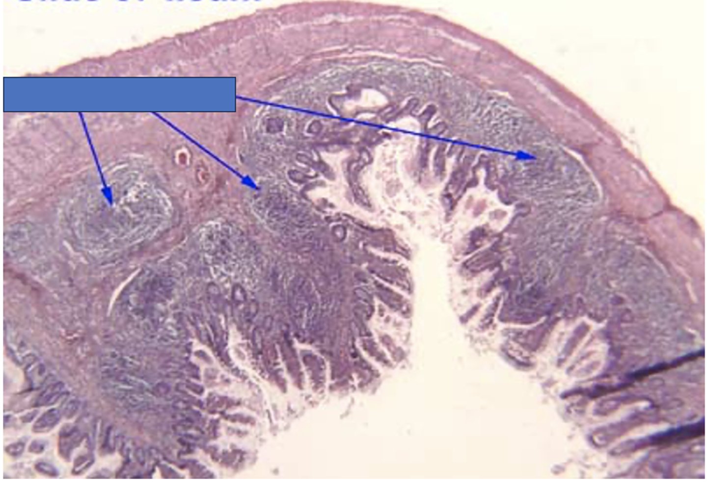 <p>Identify the structure</p>