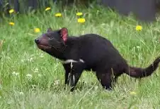 <p>What is the family of this animal?</p>