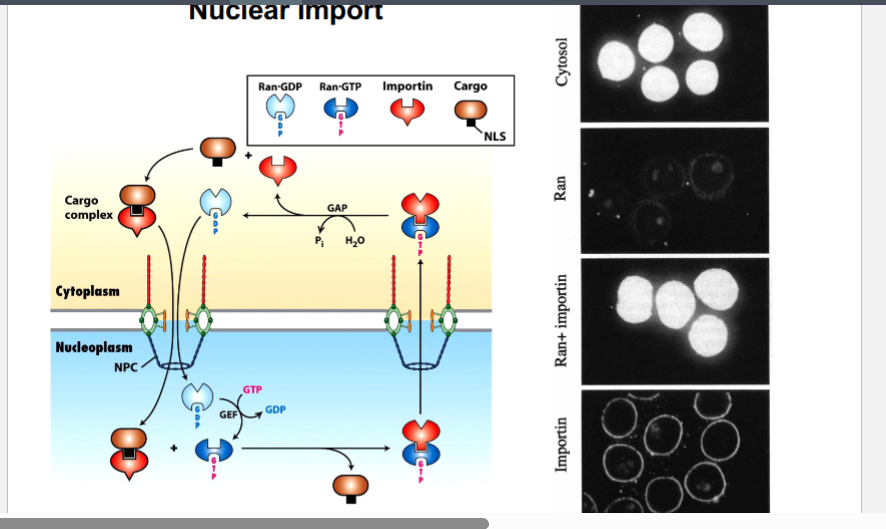 <p><span style="background-color: transparent;"><strong>In Vitro Reconstitution — How This Was Worked Out</strong></span></p>
