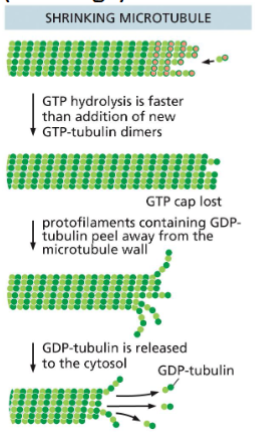 <p>Microtubule (MT) Disassembly (Shrinkage)</p>