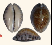 <p><strong>FILO<br>CLASE</strong><br><strong>SUBCLASE</strong><br><strong>ORDEN</strong><br><strong>FAMILIA</strong><br><strong>GÉNERO</strong><br><strong>NOMBRE COMÚN<br>CARACTERÍSTICAS</strong><br><strong>RÁDULA<br>ALIMENTACIÓN <br>HÁBITAT</strong></p>