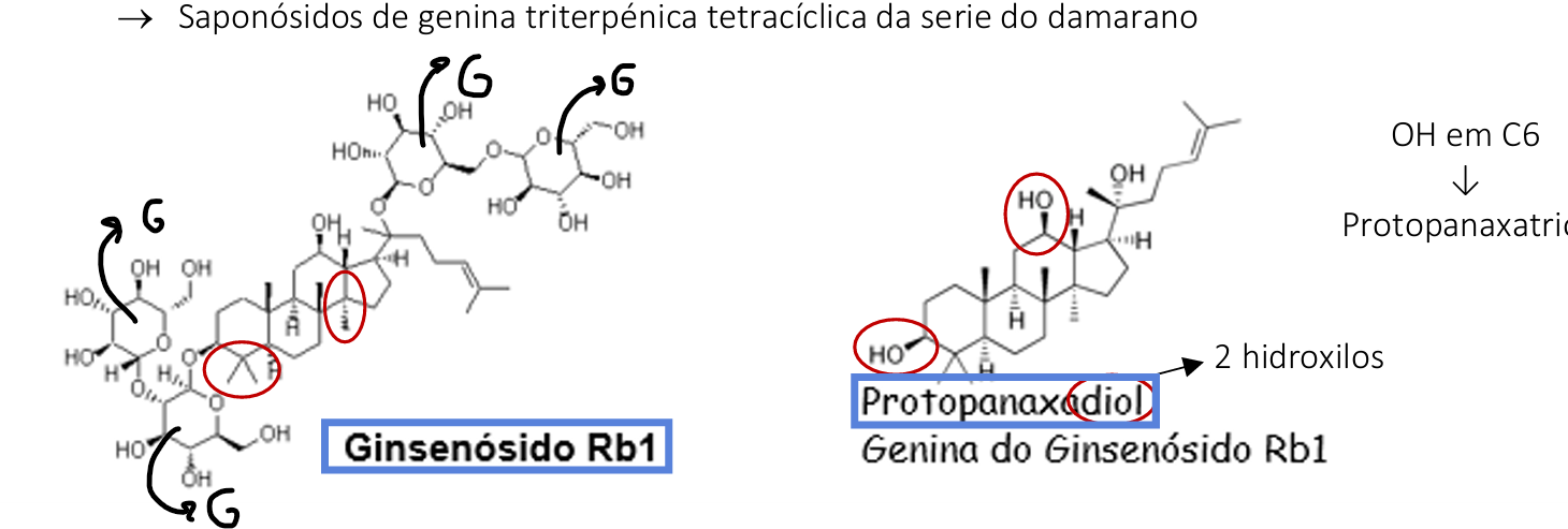 <ul><li><p>Giseng - Panax ginseng</p></li><li><p>raiz</p></li><li><p>Ginsenosido Rb1 </p></li><li><p>Tratamento da disfunção erétil: aumento da síntese do ácido nítrico, um vasodilatador. O NO induz a enzima guanilato ciclase, com produção de guanosina monofosfato cíclica (GMPc), a qual atua nos recetores adrenérgicos beta-2, provocando o relaxamento do musculo liso, provocando vasodilatação</p></li></ul><p></p>