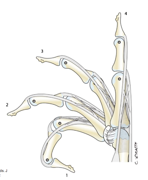 <ol><li><p>PIP joint initiates digit extension</p></li><li><p>DIP joint follows into extension as the PIP joint continues to extend</p></li><li><p>Intrinsic muscles help to bring PIP &amp; DIP joints into full extension</p></li><li><p>Finally, MCP joints fully extend w/ the digit</p></li></ol><p></p>