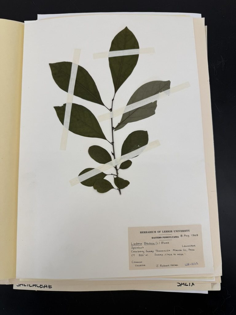 <p>Spicebush</p>