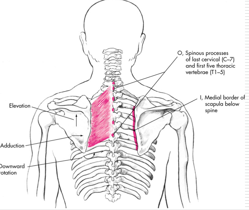 <p>Retraction</p><p>Elevation</p><p>Downward Rotation</p><p>O - Spinous processes of C7 and T1-5</p><p>I - Medial border of scapula below scapular spine </p>
