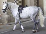 <p>welk type paard is dit</p>