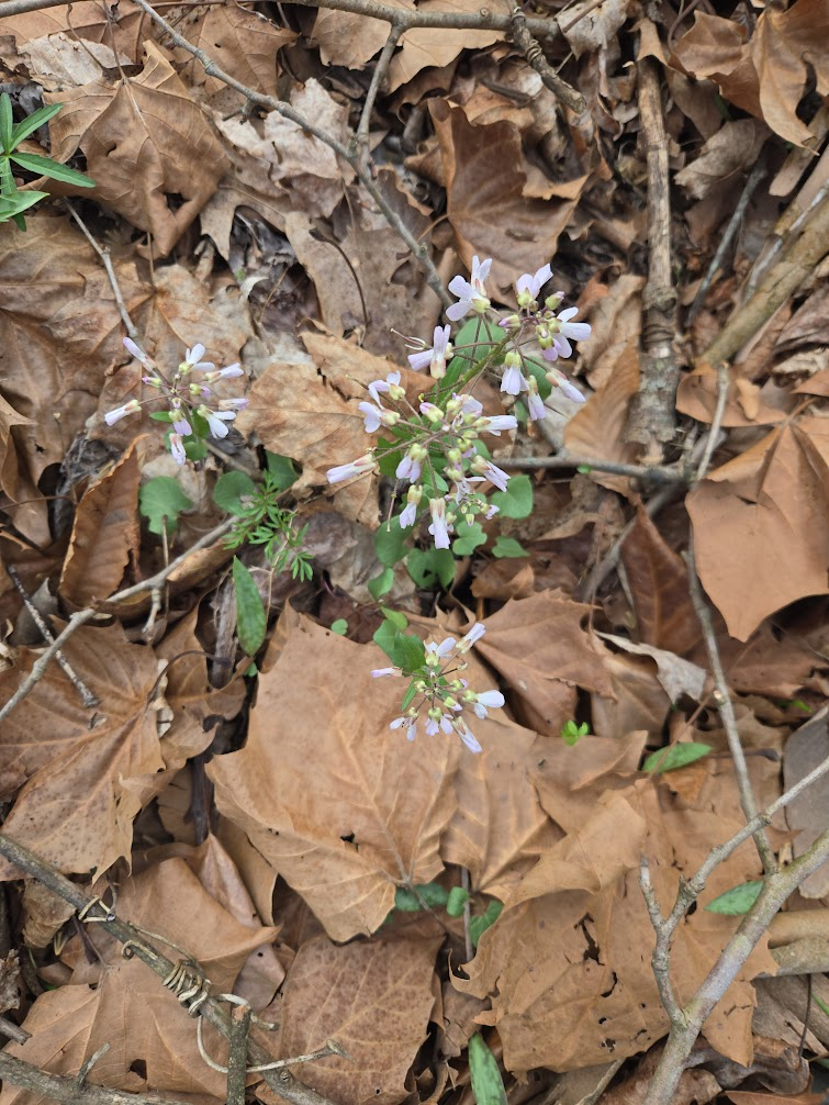 <p><strong>(<em>Cardamine douglasii</em>)</strong> – Spring mustard with pale pink to purple flowers and slender stems; often found in rich woodlands, especially over calcareous soils. <strong>Autotroph; spring ephemeral tendencies.</strong><br><strong>Uses:</strong> Edible peppery greens (similar to other <em>Cardamine</em> species).</p>