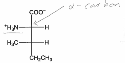 <p>L</p>
