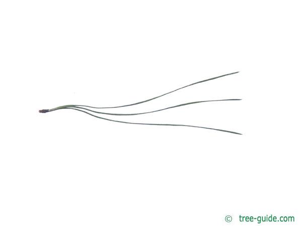 <p>Latin: Pinus jeffreyi<br></p>