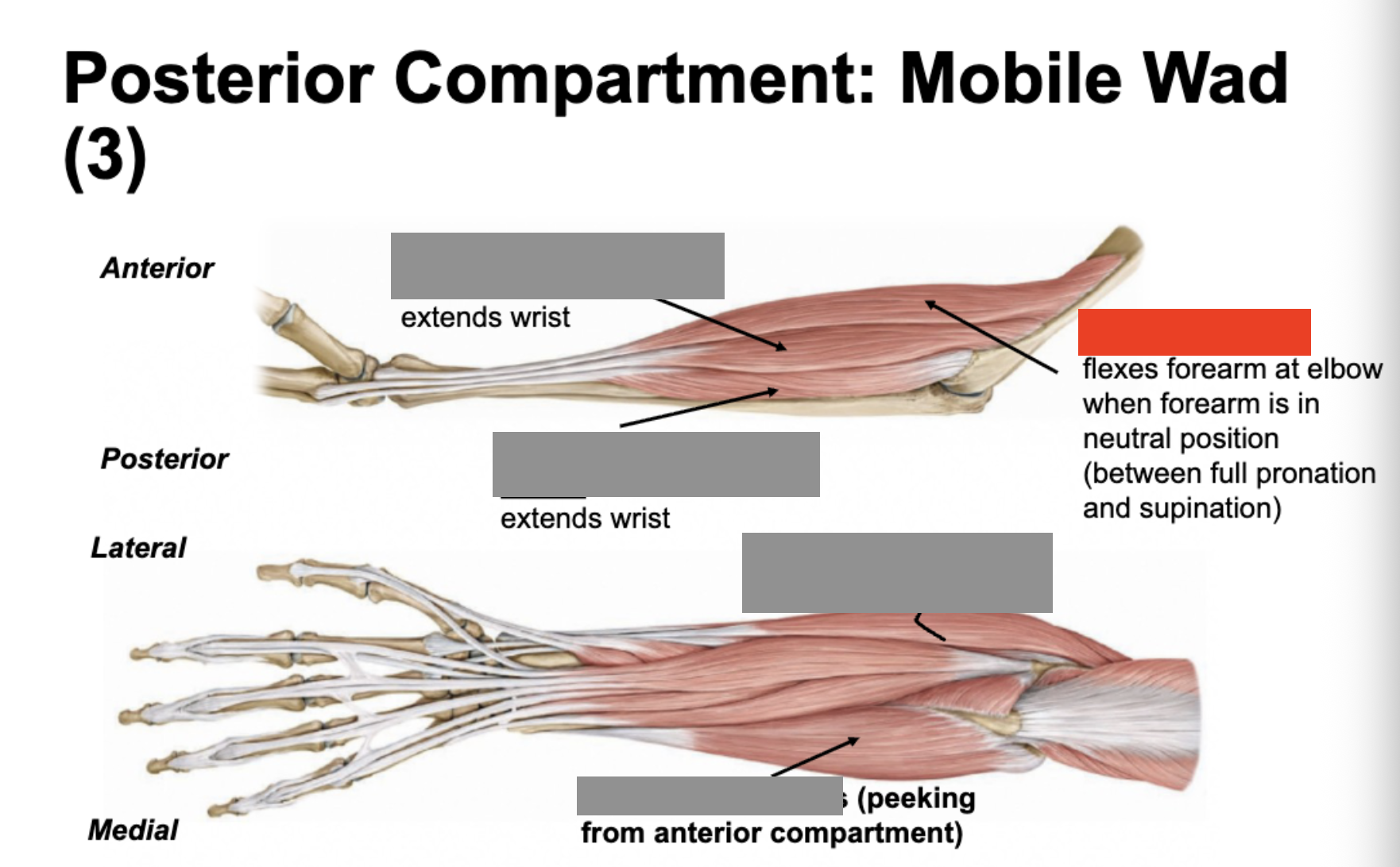 <p>flexes forearm at elbow when forearm is in neutral position</p>