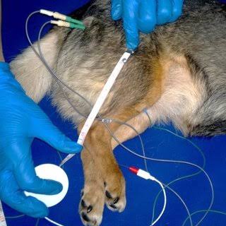 <p>EMG/nerve conduction</p>