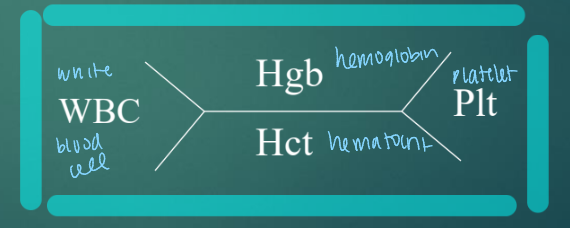 <p>white blood cell, hemoglobin, hematocrit, platelet</p>