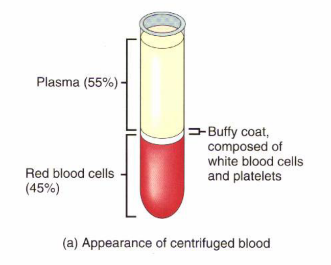 <ul><li><p>plasma (55%) — top layer; liquid fraction; still contains fibrinogen (needs anticoagulant, e.g. heparin)</p></li><li><p>buffy coat — thin middle layer; white blood cells + platelets</p></li><li><p>red blood cells (45%) — bottom layer</p></li><li><p>serum = what remains after clotting (no fibrinogen)</p></li></ul><p></p>