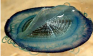 <p>¿Qué individuo es? Taxonomia</p>