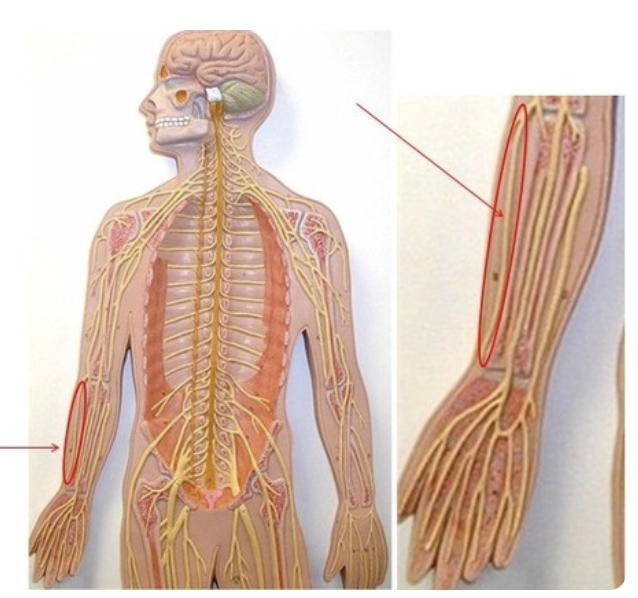 <p>from posterior cord</p>
