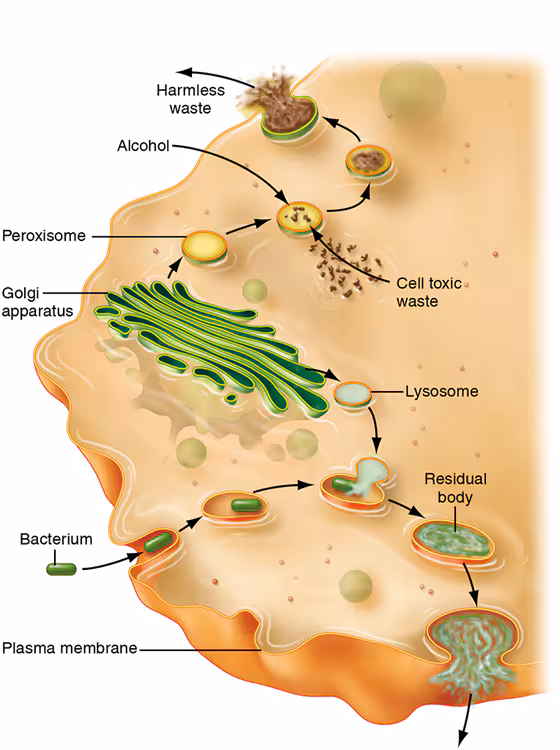 <p>Lysosomes</p>