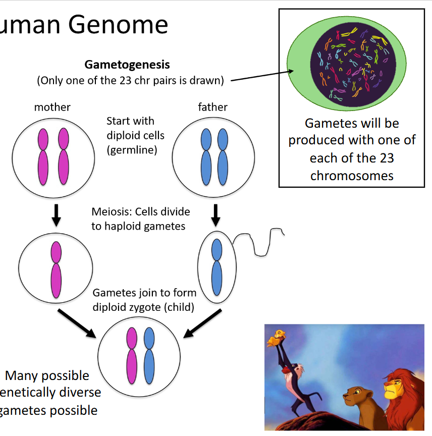 <p>What should you identify in the gametogenesis diagram?</p>