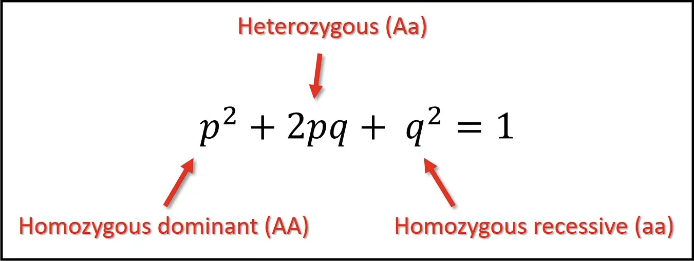 <p>An individual has two alleles and can thus be AA, Aa or aa. To calculate the risk of autosomal recessive diseases, the frequency of different genotypes must be known.&nbsp; Hardy-Weinberg's law:</p><ul><li><p>p = frequency of one allele, A</p></li><li><p>q = frequency of the other allele, a</p></li></ul><p class="p1">Used to calculate the frequency of carriers (2pq) in a population.</p><ul><li><p>p + q = 1</p></li><li><p>p<sup>2</sup> + 2pq + q<sup>2</sup> = 1</p></li></ul><p class="p1">Gaucher example (if prevalence (q<sup>2</sup>) is 1 in 100,000:</p><ul><li><p>q<sup>2</sup> = 1/100,00 —> q = √1/100,000 = 0.003</p></li><li><p>Thus, p = around 1 (1 - 0.003 = 0.997), and p<sup>2</sup> = 0.997</p></li><li><p>2pq = 2 (1) (0.003) = 0.006&nbsp;</p></li></ul><p class="p1">Therefore, the chances of being a carrier of Gaucher is 1 in 6000.</p>