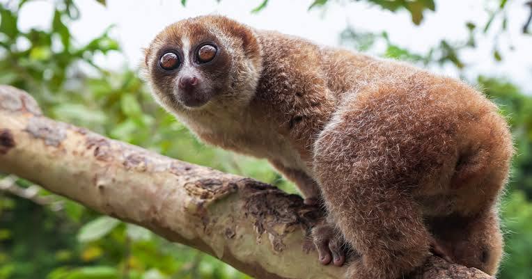 <p>describe the slow loris</p>