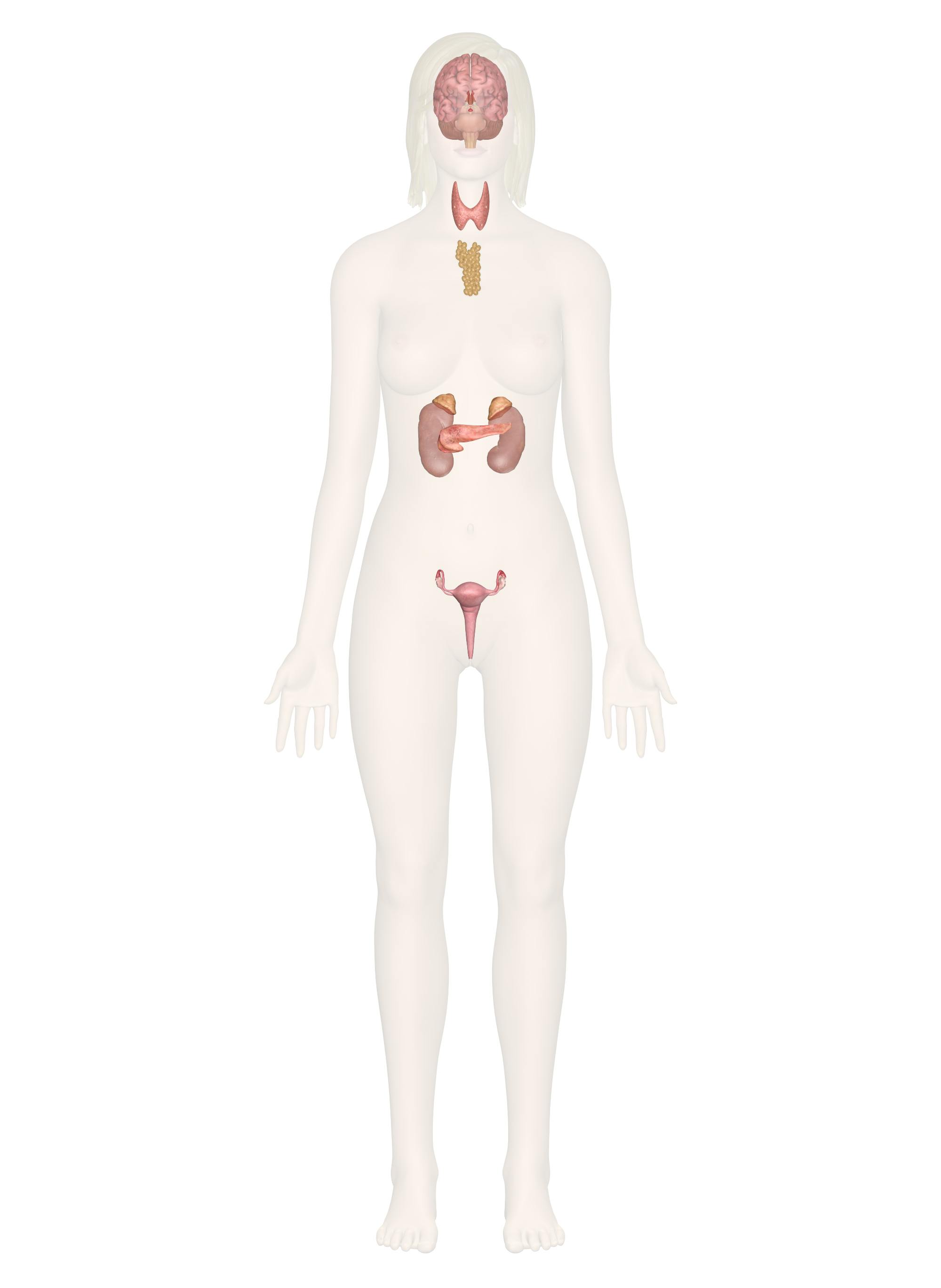 <p>endocrine system</p>