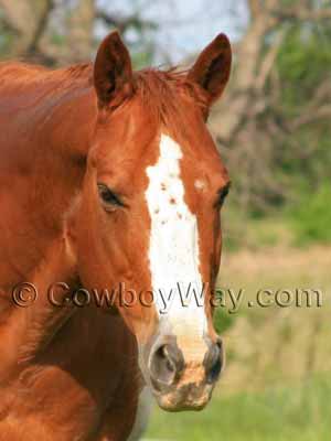 <p>horse face marking</p>