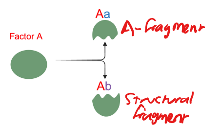 <p>enzymes that must be cleaved to be activated, 2 fragments</p><ul><li><p><strong><u>structural</u></strong> - helps form other complexes</p></li><li><p><strong><u>A-fragment</u></strong> - inflammatory mediators</p></li></ul><p></p>