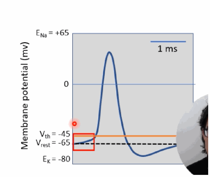 <p>An action potential begins when the membrane is depolarised past a threshold (~−45 mV) that triggers voltage-gated Na+ channels to open. Action potentials are all-or-none — if threshold isn't crossed, no AP occurs. The entire event takes about 1–2 milliseconds.</p>