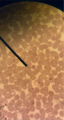 <p>identify</p>