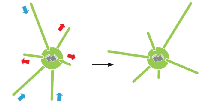 <p>A MTOC initiates the assembly and orientation of MT.</p><p>• MT are arranged in a way that all the (-) ends located at the MTOC.</p><p>Each microtubule grows and shrinks independently.</p>